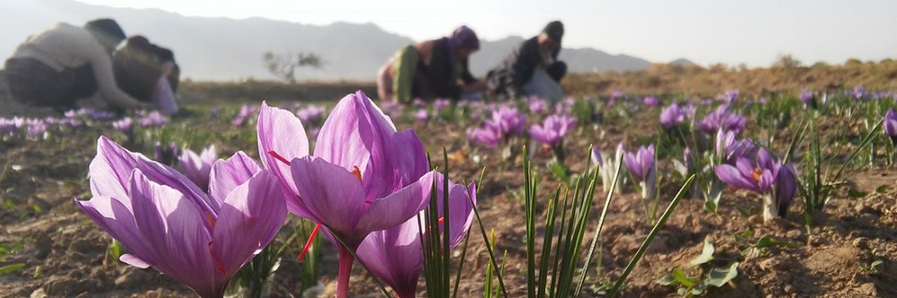 Saffron flowers in the field